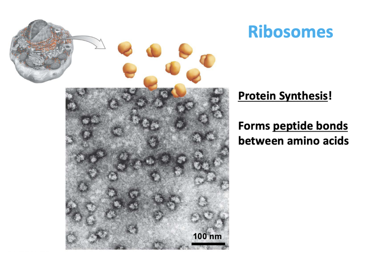 <p>ribosomal RNA (rRNA) (60%) & proteins (40%)</p>