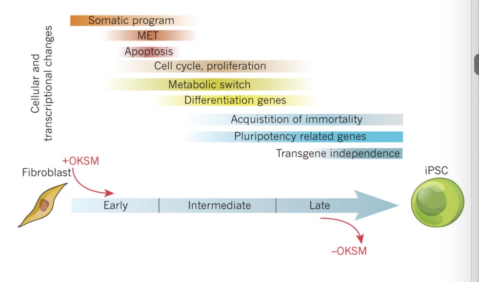 <p>The somatic program needs to be shut down, cell proliferation programs need to be activated, endogenous pluripotency programs need to be activated, exogenous OKSM factors needs to be shut down for maturation</p>