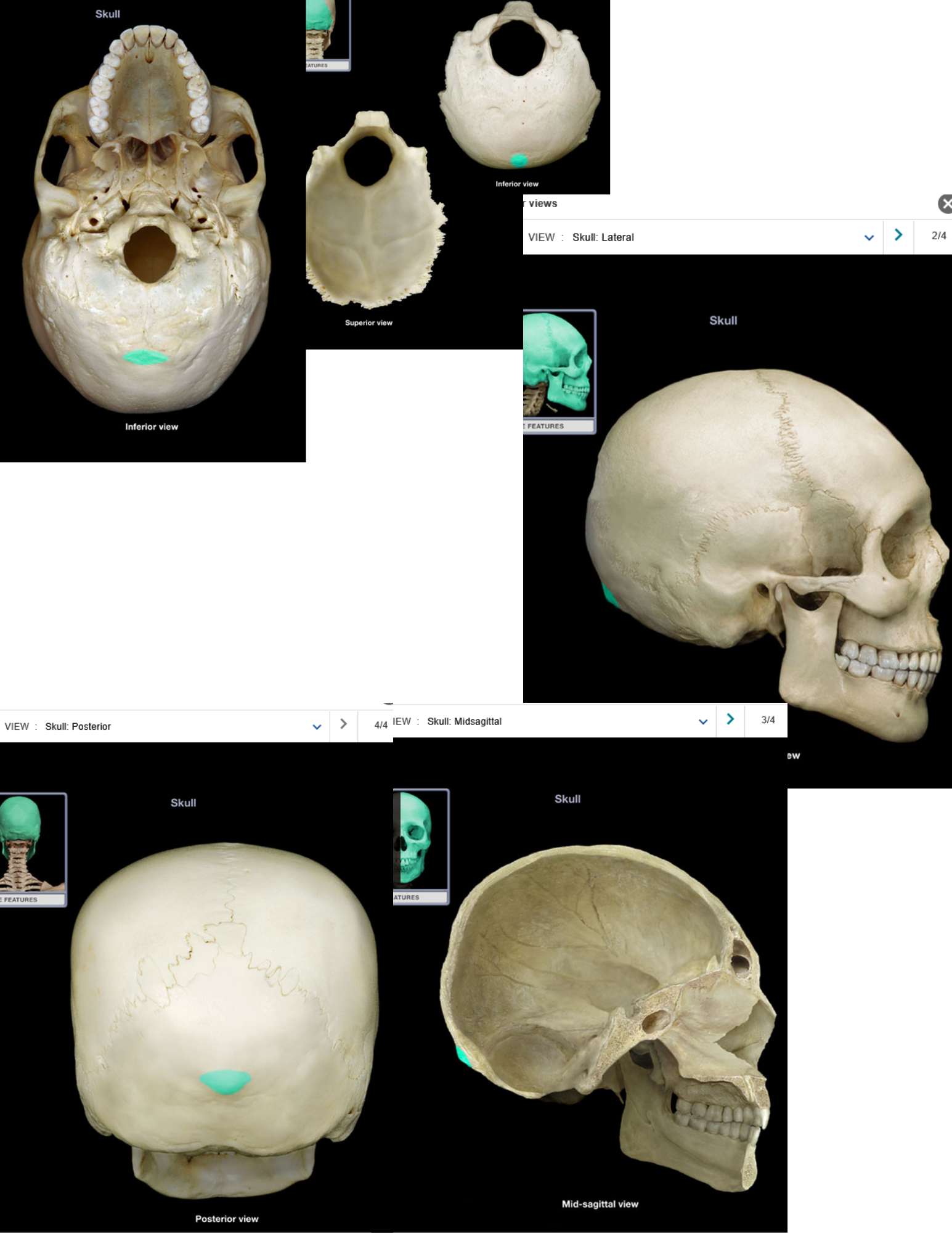 knowt flashcard image