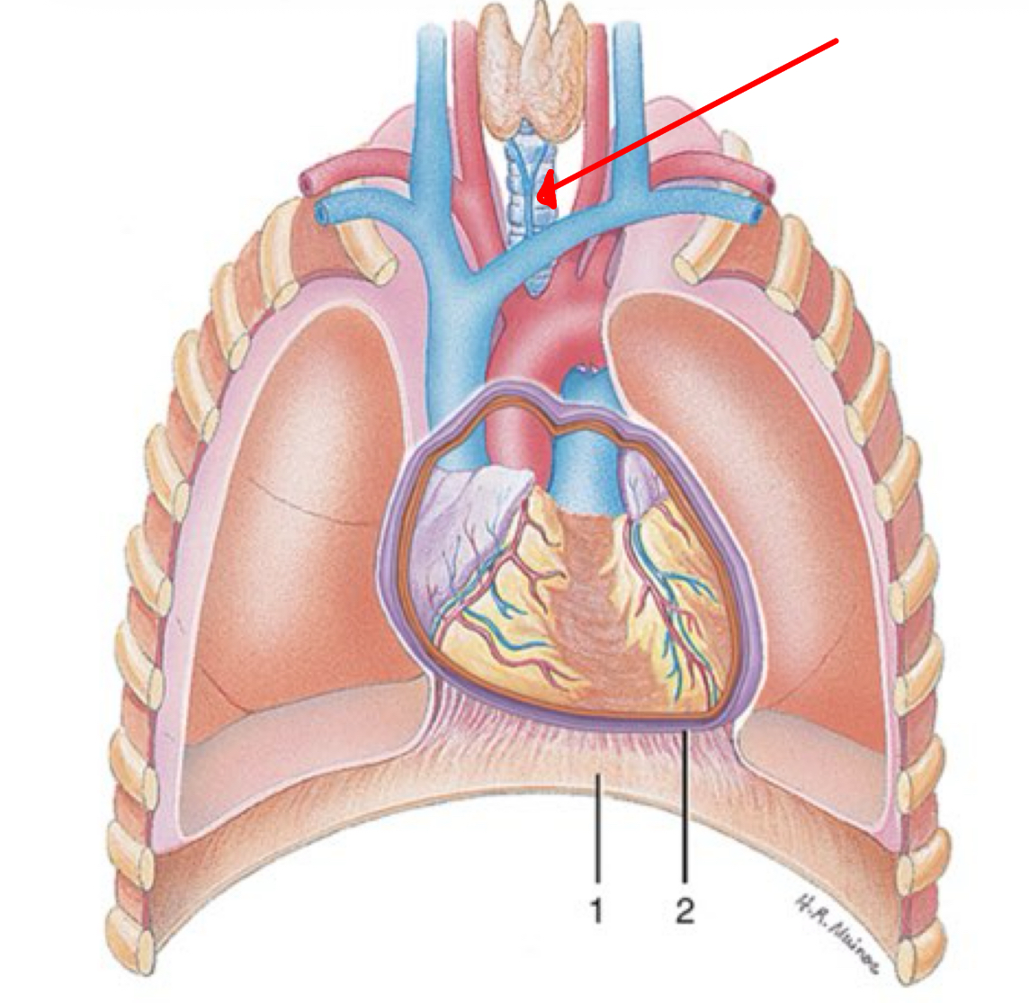 <p>Identify the organ the red arrow it pointing to.</p>