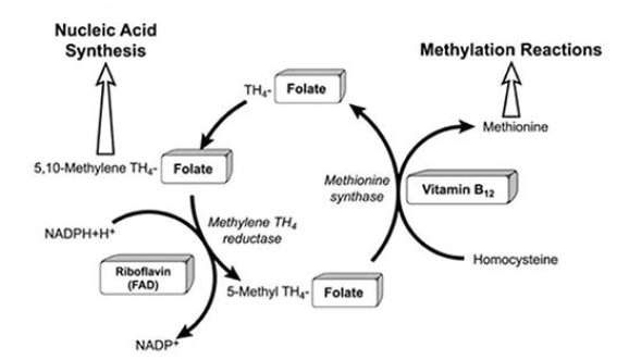 <p>Folate Metabolism</p>