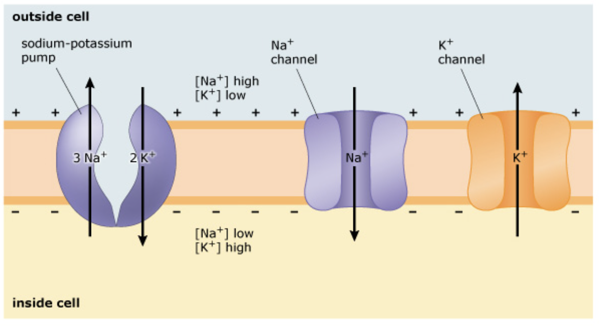 <p><strong>Which of the following statements correctly describe(s) the driving forces for diffusion of Na</strong><sup>+ </sup><strong>and K</strong><sup>+ </sup><strong>ions through their respective channels? Select all that apply</strong></p><p></p><ul><li><p>The diffusion of Na<sup>+</sup> ions into the cell is facilitated by the Na<sup>+ </sup>concentration gradient across the plasma membrane</p></li><li><p>The diffusion of Na<sup>+</sup> ions into the cell is impeded by the electrical gradient across the plasma membrane</p></li><li><p>The diffusion of K<sup>+</sup> ions out of the cell is impeded by the K<sup>+</sup> concentration gradient across the plasma membrane</p></li><li><p>The diffusion of K<sup>+ </sup>ions out of the cell is impeded by the electrical gradient across the plasma membrane</p></li><li><p>The electrochemical gradient is larger for Na<sup>+</sup> than for K<sup>+</sup>.</p></li></ul><p></p>