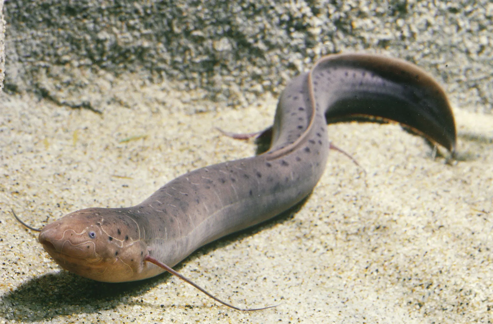<p>lungfish</p>