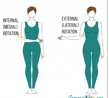 <p>Posterior shoulder:</p>