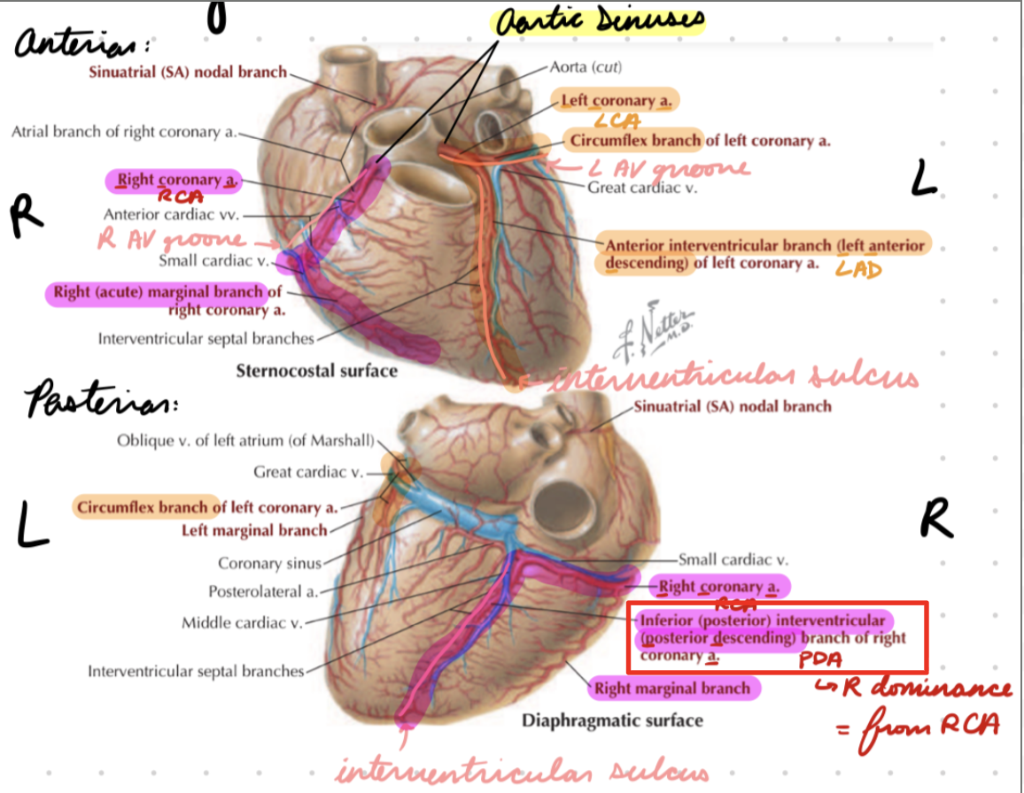 <p>In posterior interventricular sulcus (between ventricles)</p>