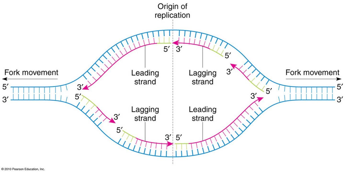 <p>Site where the replication of a DNA molecule begins, consisting of a specific sequence of nucleotides. Opens up a replication "bubble".</p><p>Eukaryotic cells may have 100s or 1000s of origins of replication.</p><p>Prokaryotic cells usually have 1. Proceeds in both directions.</p>