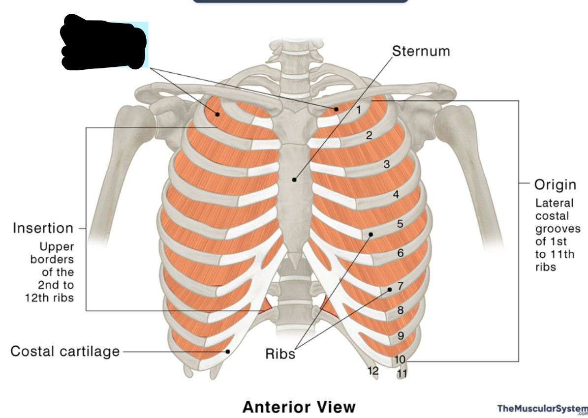 <p>O: superior side of ribs</p><p>I: inferior side of ribs <br>A: exhalation (depresses ribs)</p>