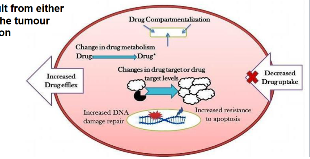 <p>primary drug resistance: present when drug is given (elevated TP proteins) </p><p>acquired drug resistance: result from adaptation from tumor cells or mutation (antibodies cannot bind)</p><p>if you kill the non-resistant cells you will give room to resistant cells to crazy proliferate</p>