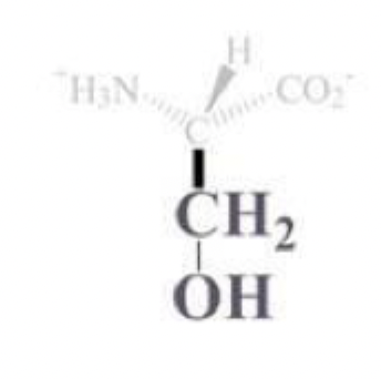 <ul><li><p>ser, S</p></li></ul><p></p><ul><li><p>CH2 - OH side chain</p></li></ul><p></p><ul><li><p>polar and uncharged </p></li><li><p>often found on protein surfaces</p></li><li><p>the -OH is a good nucleophile</p><ul><li><p>serine typically found in enzyme active sites</p></li></ul></li></ul><p></p>