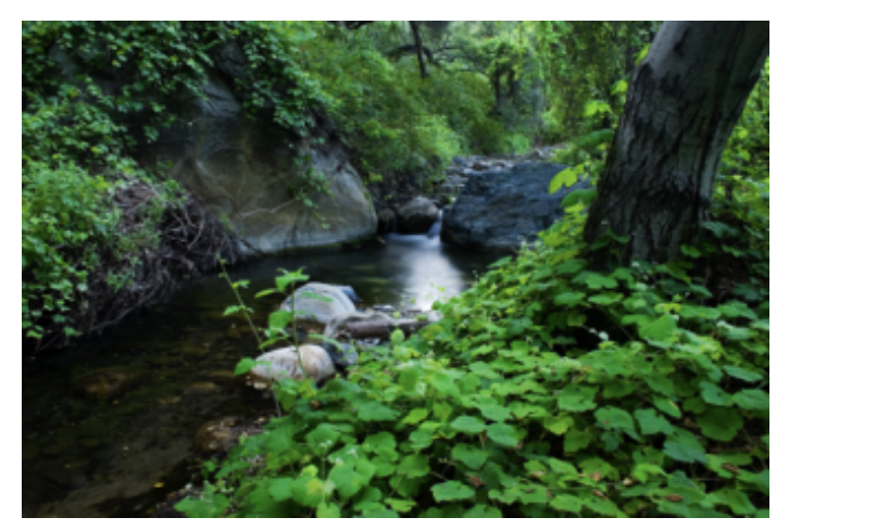 <p>California Plant Community 3</p>