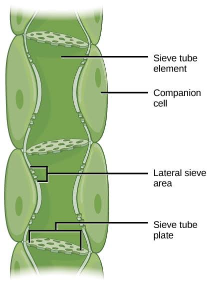 <p>Sieve tubes and companion cells</p>