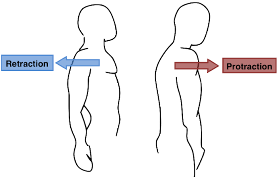 <p>Protraction</p>