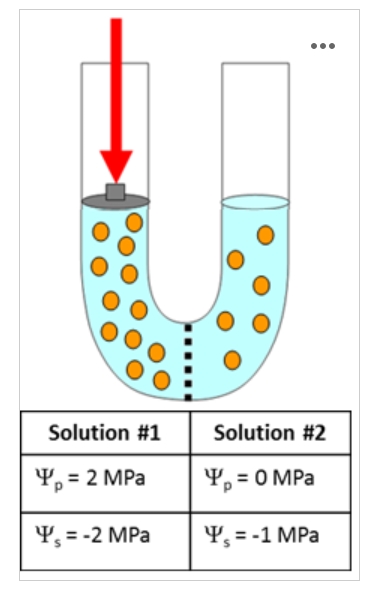 <p><span>If enough solute was added to Solution #2 to change the solute potential by 2 MPa, in which direction would osmosis then occur?</span></p>
