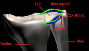 <p>Fovea</p>
