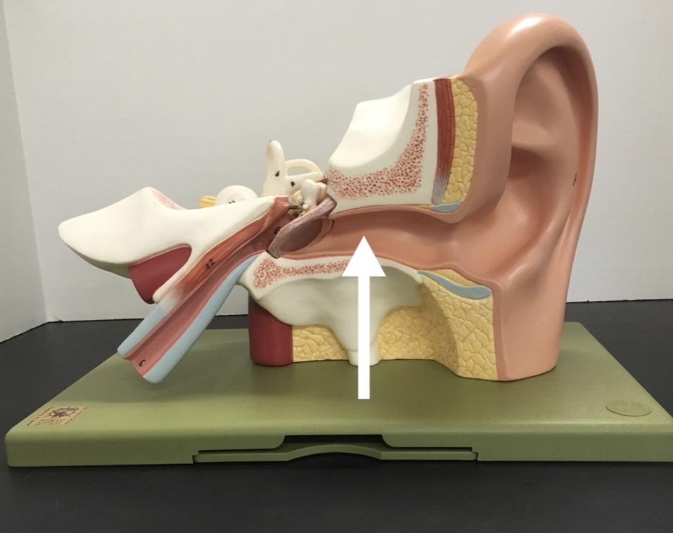 <p><span>name the specific structure at the end of the arrow's point</span></p>