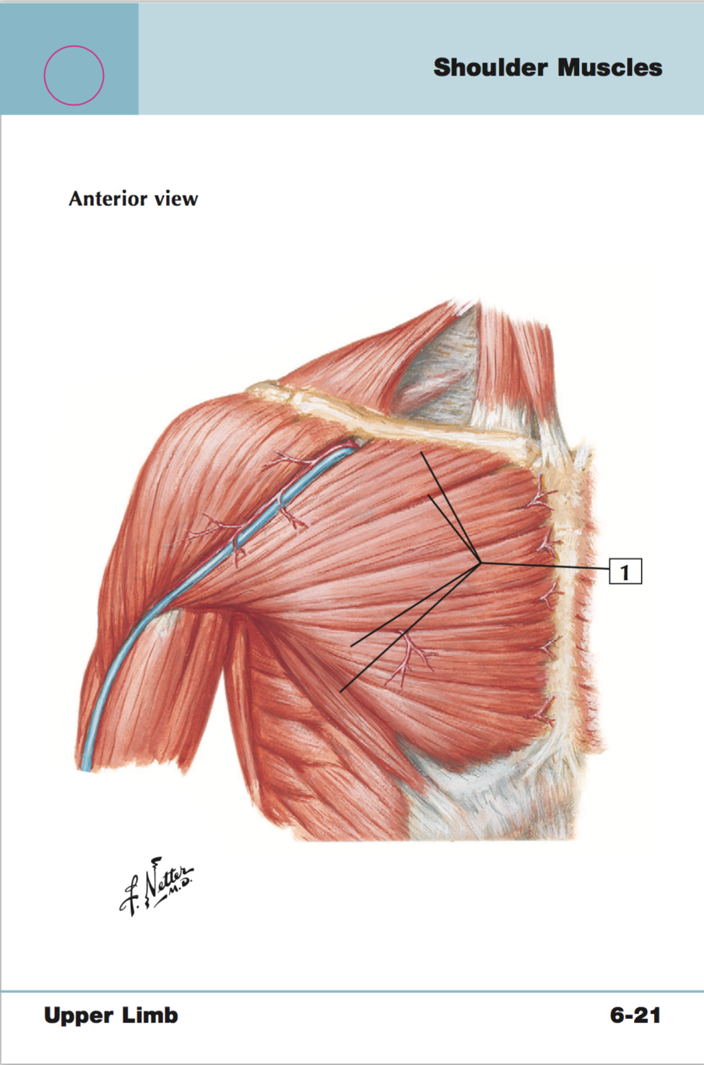 <p>+origin/insertion</p>