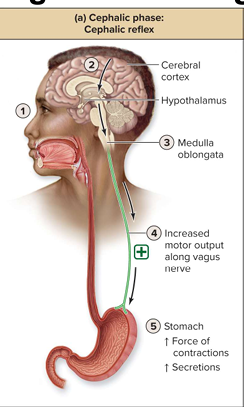 <ul><li><p>Cerebral cortex sends sensory signals to medulla oblongata</p></li><li><p><strong>Activation</strong>: Sensory receptors</p></li><li><p><strong>Motor output</strong>: Vagus nerve to stomach</p></li><li><p><strong>Effect</strong>: Stimulated to increase force of contraction and release of secretions</p></li></ul><p></p>