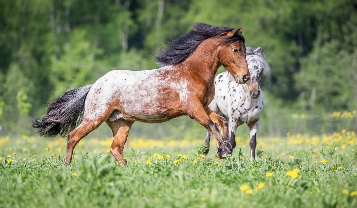 <p>Which horse breed is this?</p>