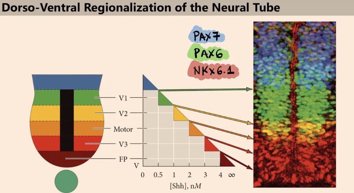 <p>The three factors are PAX7, PAX6, and NKX6.1. We see six colors because of the overlap between colors. For example, the yellow area represents cells expressing both NKX6.1 and PAX6.</p>