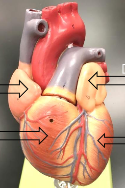 <p>Label this image from top to bottom, right and then left side.</p>