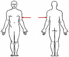 <p>arm area</p>