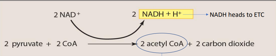 <p>Reaction occurs <strong>twice per 1 glucose molecule</strong></p><p>Inputs:</p><ol><li><p>2 Pyruvate</p></li><li><p>2 CoA (Coenzyme A)</p></li><li><p>2 NAD<sup>+</sup> (Redox Reaction)</p></li></ol><p></p><p>Outputs:</p><ol><li><p>2 Acetyl CoA</p></li><li><p>2 CO<sub>2</sub></p></li><li><p>2 NADH + H<sup>+ </sup>(NAD+ reduced + oxidized to NADH + H<sup>+</sup>)</p></li></ol><p></p><p>Location: Matrix of the Mitochondria</p><p></p>