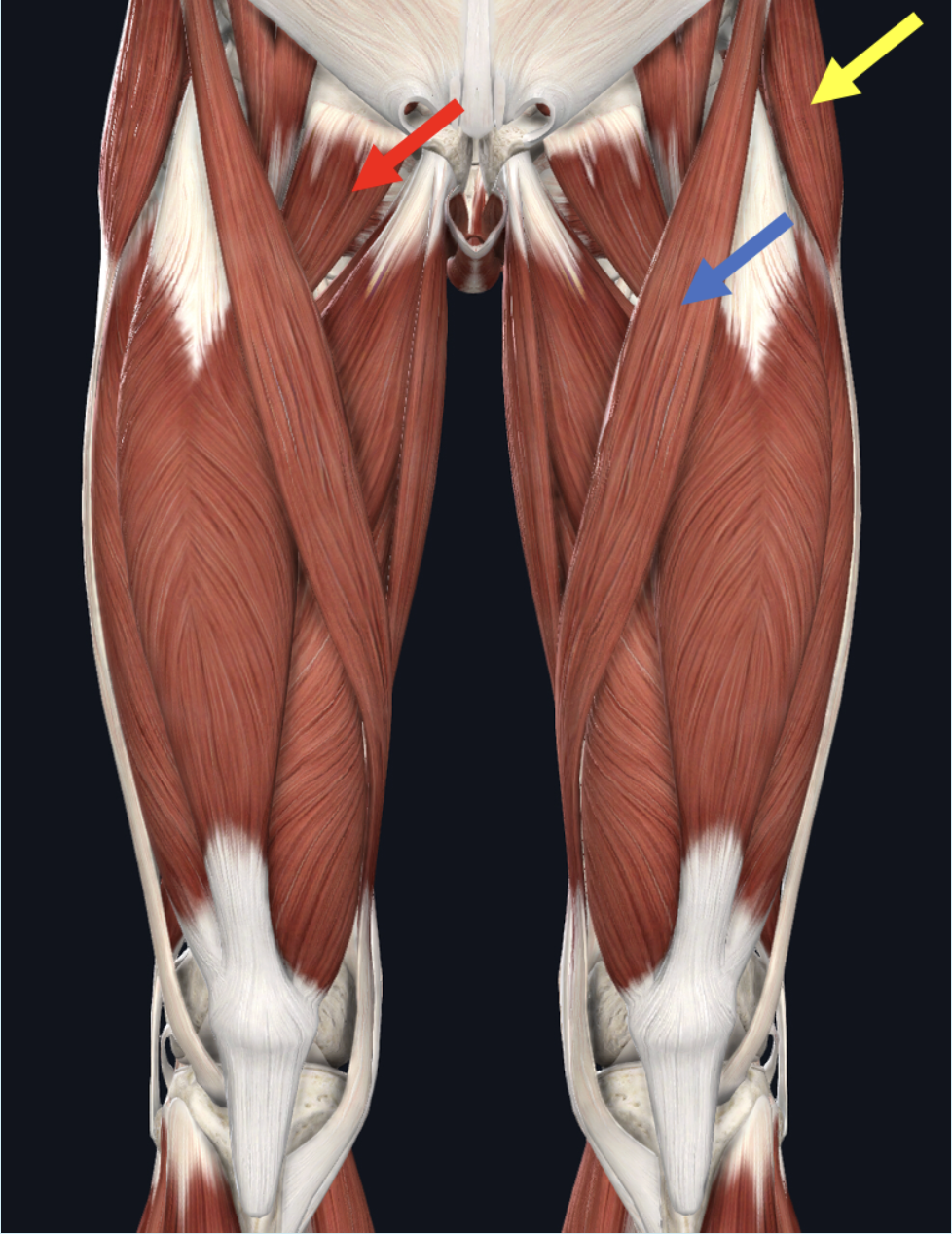 <p><span>Identify the muscle at the tip of the yellow arrow</span></p>