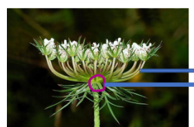 <p>____________ - pedicels all arise from a common point, giving a flat-topped appearance of the whole inflorescence</p>