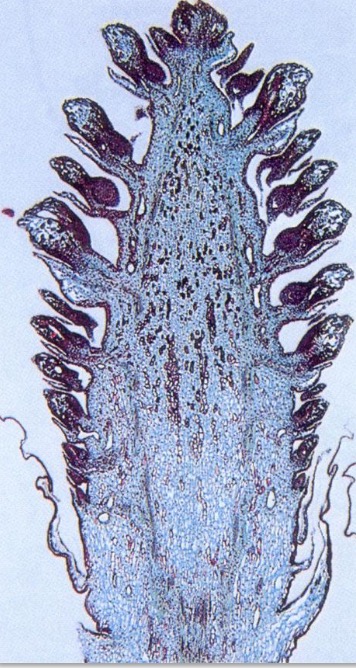 <p>Identify whether the cone is male or female.</p>