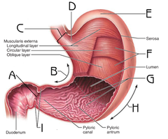 <p>releases chyme from the stomach into the small intestine</p>