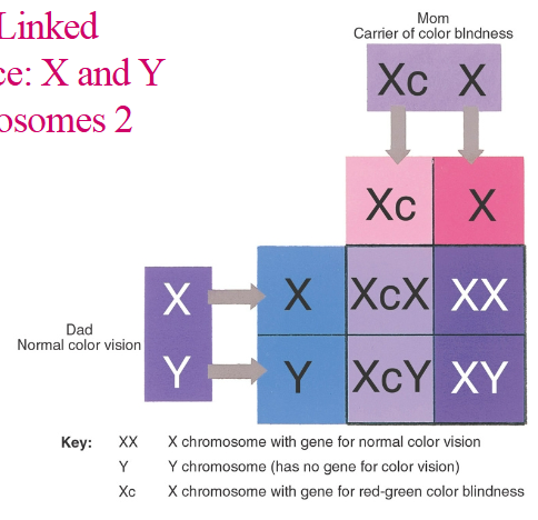<ul><li><p>Y determines sex (presence of Y makes individual male)</p></li></ul><p>Sex-linked genes located on sex chromosomes:</p><ul><li><p>Sex-linked or X-linked inheritance</p></li><li><p>Characteristics: mostly males with disease (recessive, they only have one X copy), passed to sons by mother, father cannot pass the gene</p></li></ul><p></p>