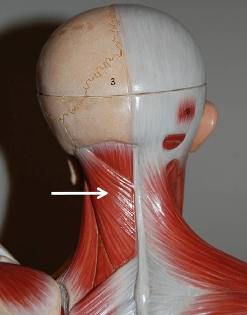 <p>rotates head, bends head to one side, or extends neck</p>