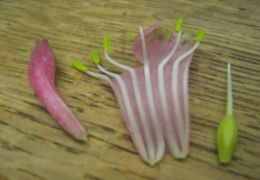 <p>stamen fused to petal</p>