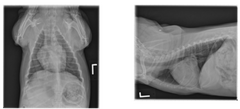 <p>Describe Next Steps: Are there any additional imaging suggestions that would help clarify your findings? Are there critical next steps to take from a stabilization/management/treatment plan standpoint?</p>