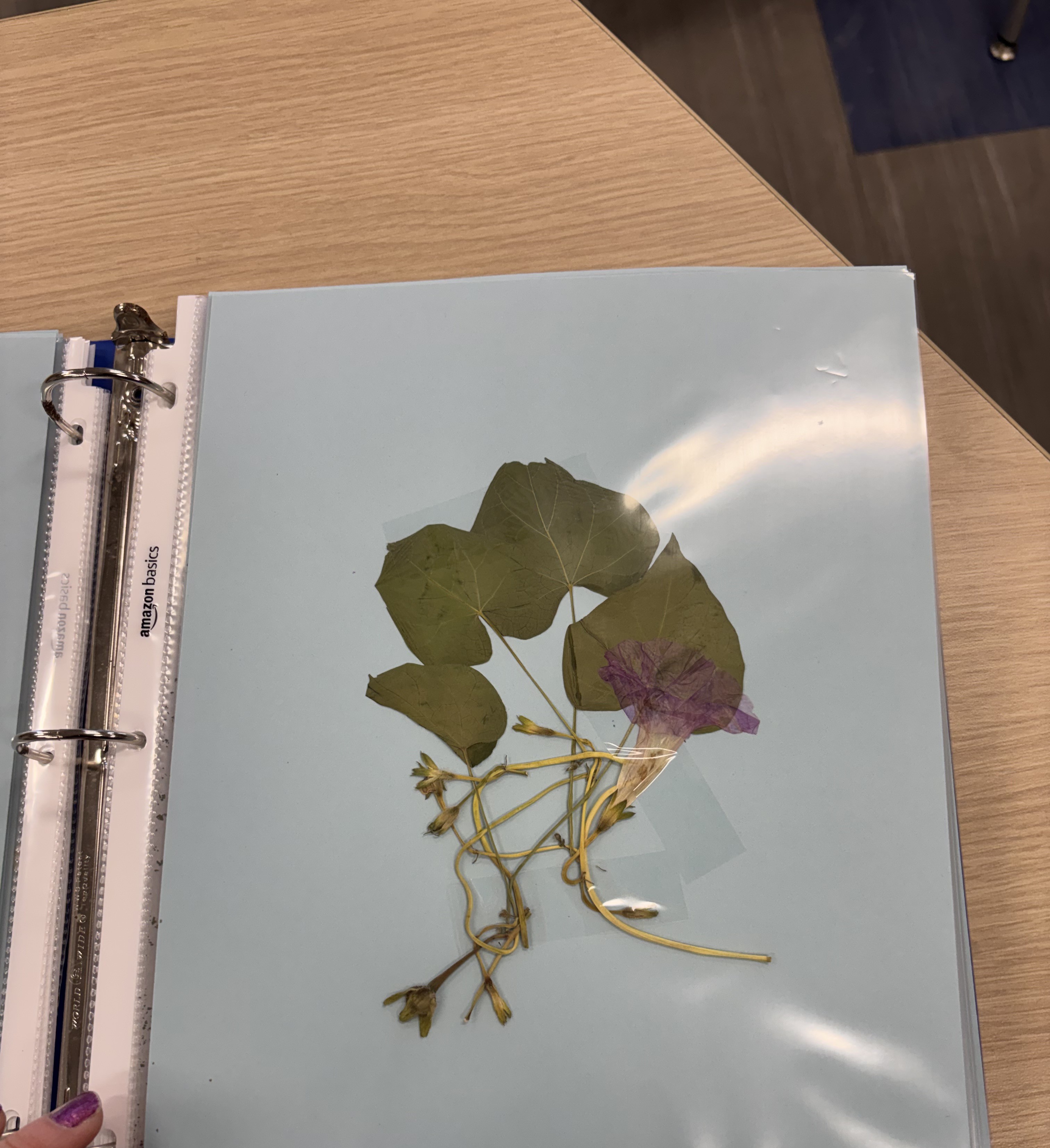<p>Plant</p>