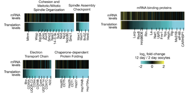 <ul><li><p>yes, oocyte translational decline affects key pathways (no protection for genes)</p></li><li><p>As oocytes age, their ability to translate stored mRNAs declines, even though the mRNAs are still present</p></li><li><p>Translation is critical for producing proteins that maintain cellular structures and prepare the oocyte for fertilization</p></li><li><p>e.g. Proteins involved in meiotic spindle assembly and cell cycle regulation are particularly impacted</p></li></ul><p></p>