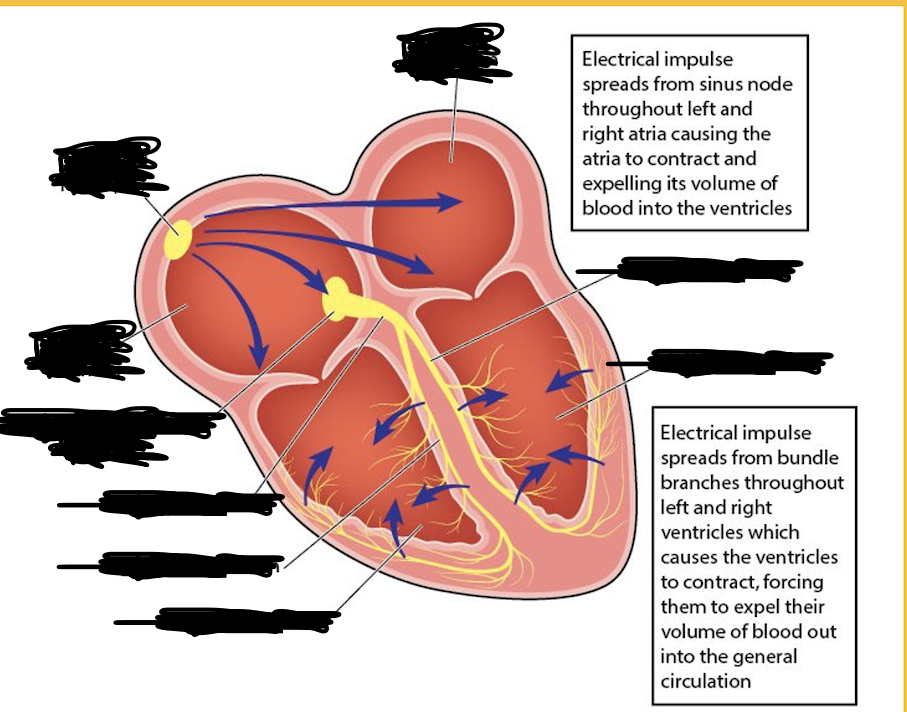 <p>Label the image of the Route of conduction </p>