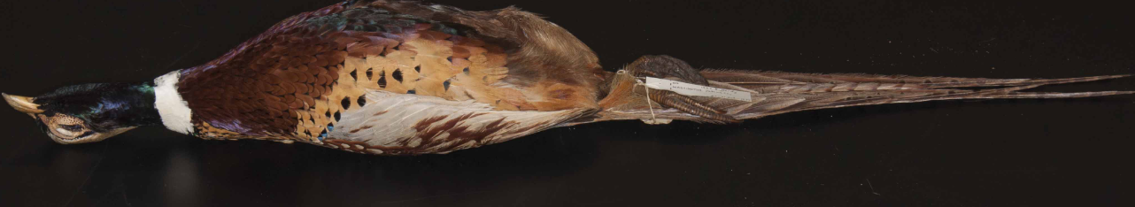 <p>Pheasant</p>