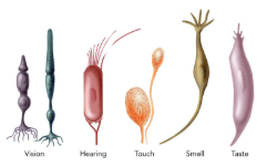 <p>Sensory Receptors </p>