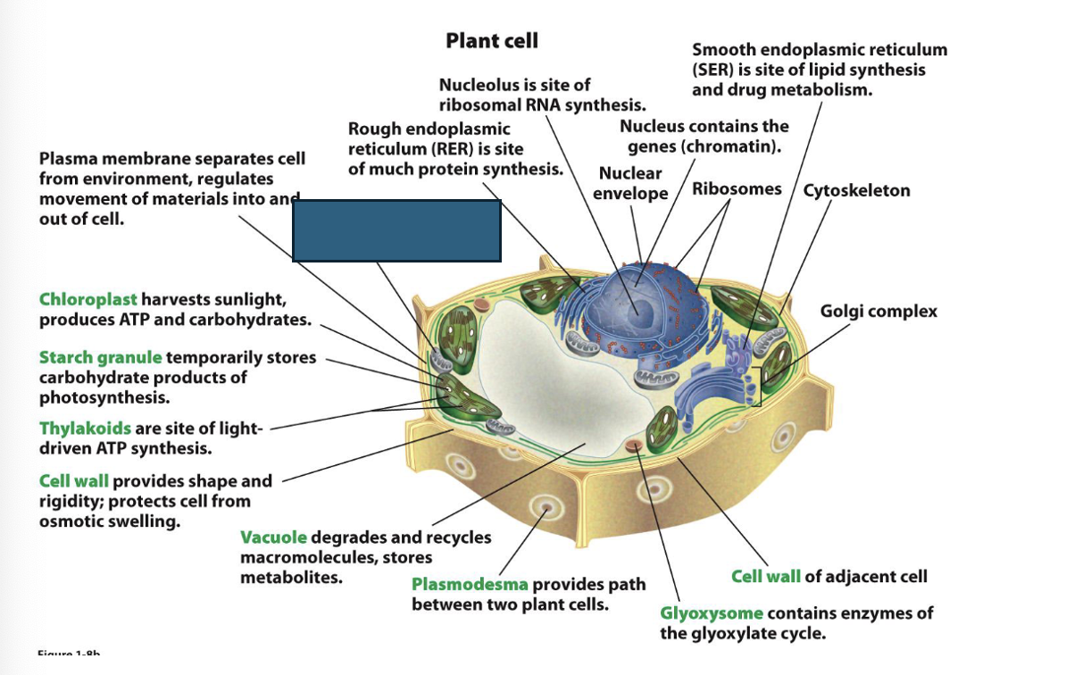 term image