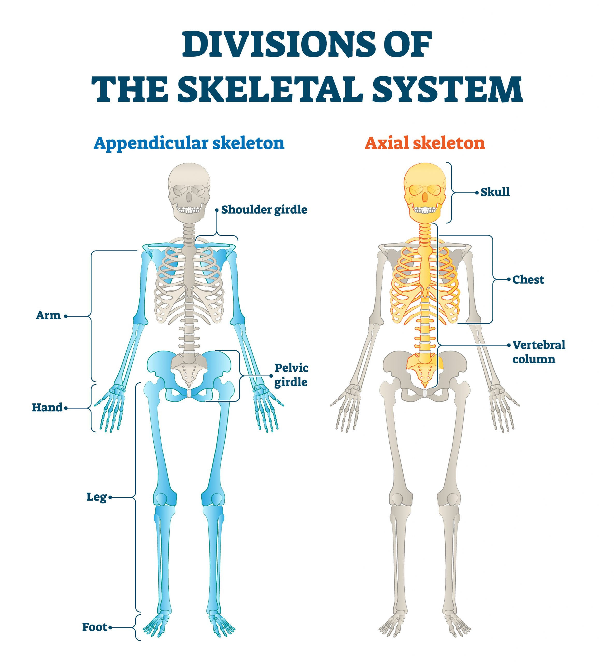 <ul><li><p>vertebral column </p></li><li><p>ribs</p></li><li><p>sternum </p></li><li><p>skull</p></li></ul><p></p><p>it is an attachment site for large muscles</p><p></p>