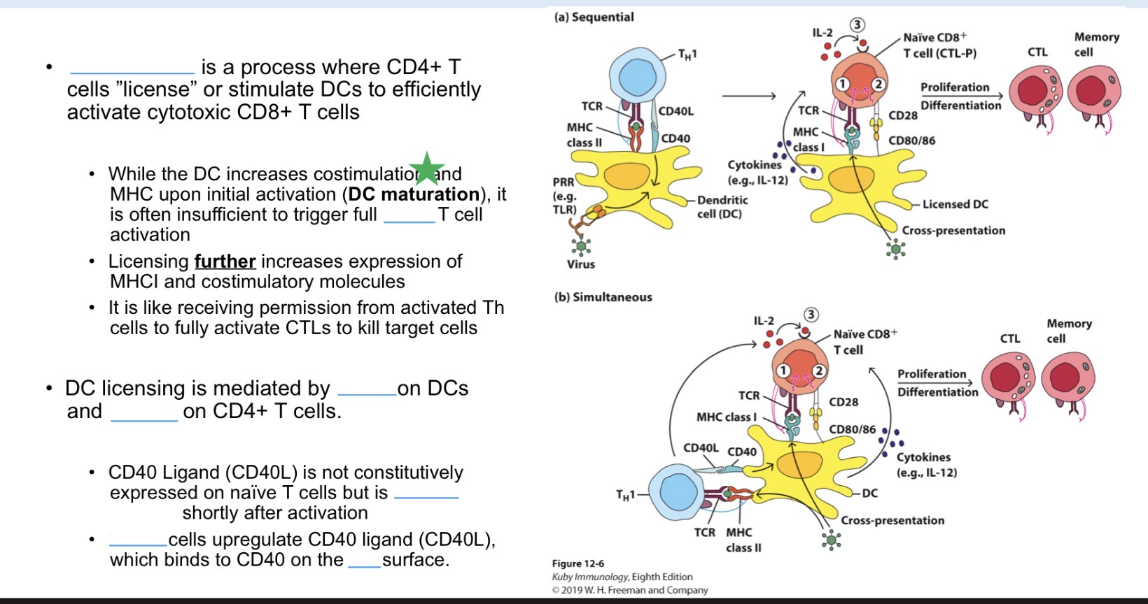 <p>__ is a process where CD4+ T cells ”license” or stimulate DCs to efficiently activate cytotoxic CD8+ T cells.</p><ul><li><p>While the DC increases costimulation and MHC upon initial activation (__), it is often insufficient to trigger full CD8+ T cell activation.</p></li><li><p>Licensing further increases expression of _ and _ molecules.</p></li><li><p>It is like receiving permission from activated _ cells to fully activate CTLs to kill target cells.</p></li></ul><p></p><p>DC licensing is mediated by CD40 on DCs and CD40L on CD4+ T cells.</p><ul><li><p>_ is not constitutively expressed on naïve T cells but is rapidly induced shortly after activation.</p></li><li><p>CD4 T cells upregulate CD40 ligand (CD40L), which binds to CD40 on the _ surface.</p></li></ul><p></p>