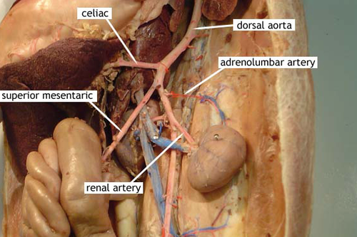 <p>First branch off of the abdominal aorta; has 3 branches</p>