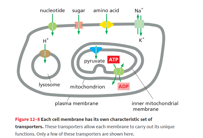 <p>they r highly selective and each cell membrane has a diff transporter for particular membranes</p><p><u>example:</u><br>-      <strong>Plasma membrane:</strong> imports nutrients (sugars, amino acids, nucleotides)</p><ul><li><p><strong>Lysosome membrane:</strong> imports <strong>H⁺</strong> to acidify and exports digestion products</p></li><li><p><strong>Mitochondrial inner membrane:</strong> imports <strong>pyruvate</strong> and exports <strong>ATP</strong></p></li></ul><p></p>