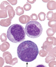 <p>What is this cell according to neutrophil maturation and where would you see it?</p>