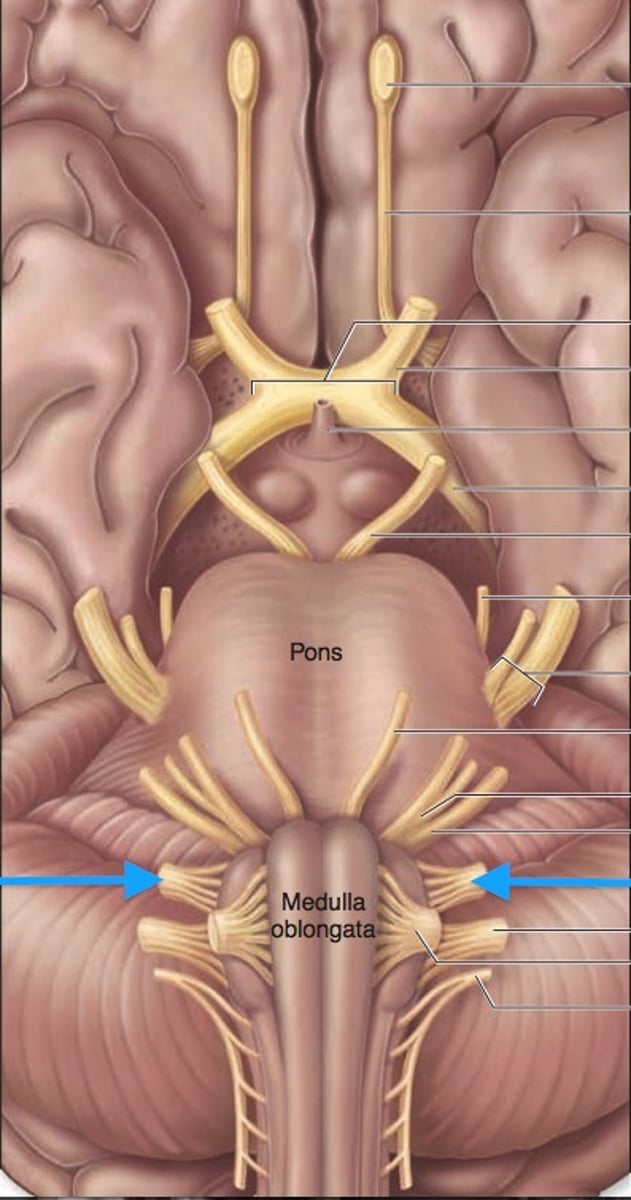 <p>-taste and swallowing</p><p>-medulla</p><p>-most rostral, rostral to vagus</p>