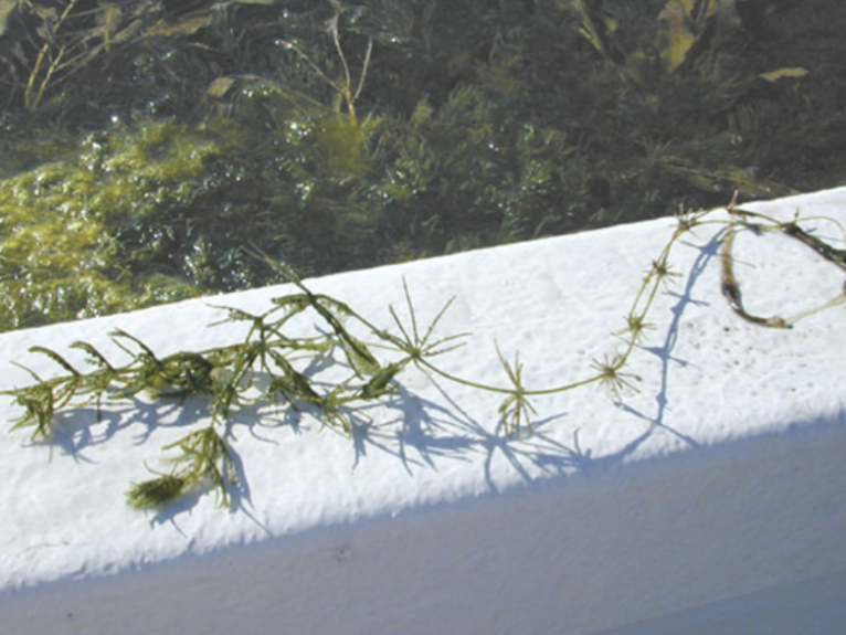 <p>This stonewort (<em>OpenStax Biology 2e</em> Figure 25.8) may be similar to the common ancestor of land plants.&nbsp; It&nbsp;is considered a green plant, but <span><u>NOT</u></span> a land plant.&nbsp; It is a member of the _____ clade.</p>