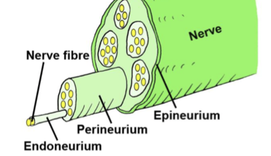 <p>Axons in the periphery cluster together to form nerves - collections of thousands of individual axons within a common external connective tissue sheath (epineurium). Within the nerve axons are sub-grouped into fascicles, surrounded by a perineurial sheath. </p><ul><li><p>Peripheral nerve axons can be either efferent (motor) carrying signals from the CNS or afferent (sensory) carrying signals to the CNS. </p></li><li><p>Separate spinal roots connect efferent and afferent to the CNS. </p></li></ul><p>SENSORY axons join the CNS via a DORSAL (posterior) root. </p><p>MOTOR axons join the CNS at a VENTRAL (anterior) root. </p><p></p>