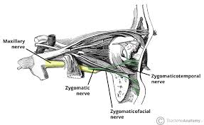 <p>zygomaticotemporal nerve </p><p>zygomaticofacial nerve </p>