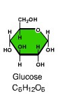 <p>single sugar molecules</p>
